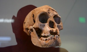 Craniu de Homo floresiensis, expus la Smithsonian Natural History Museum (© Ryan Somma / Wikimedia Commons)