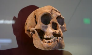 Craniu de Homo floresiensis, expus la Smithsonian Natural History Museum (© Ryan Somma / Wikimedia Commons)