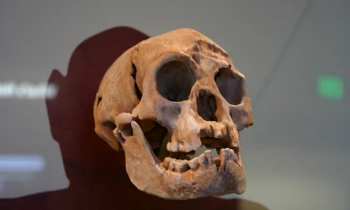 Craniu de Homo floresiensis, expus la Smithsonian Natural History Museum (© Ryan Somma / Wikimedia Commons)