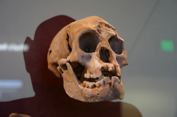 Craniu de Homo floresiensis, expus la Smithsonian Natural History Museum (© Ryan Somma / Wikimedia Commons)