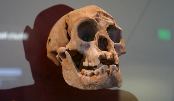 Craniu de Homo floresiensis, expus la Smithsonian Natural History Museum (© Ryan Somma / Wikimedia Commons)