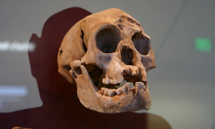Craniu de Homo floresiensis, expus la Smithsonian Natural History Museum (© Ryan Somma / Wikimedia Commons)