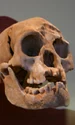 Craniu de Homo floresiensis, expus la Smithsonian Natural History Museum (© Ryan Somma / Wikimedia Commons)
