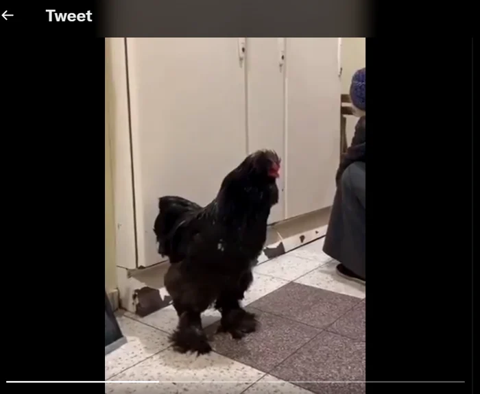 Captură Twitter
