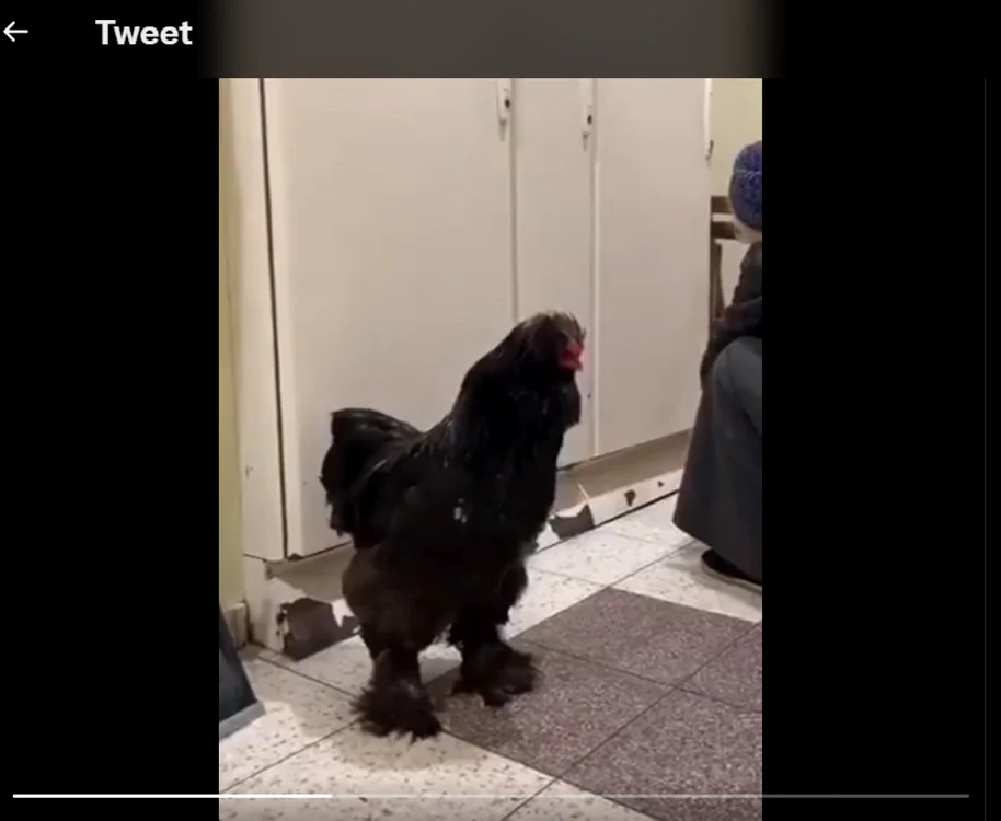 Captură Twitter