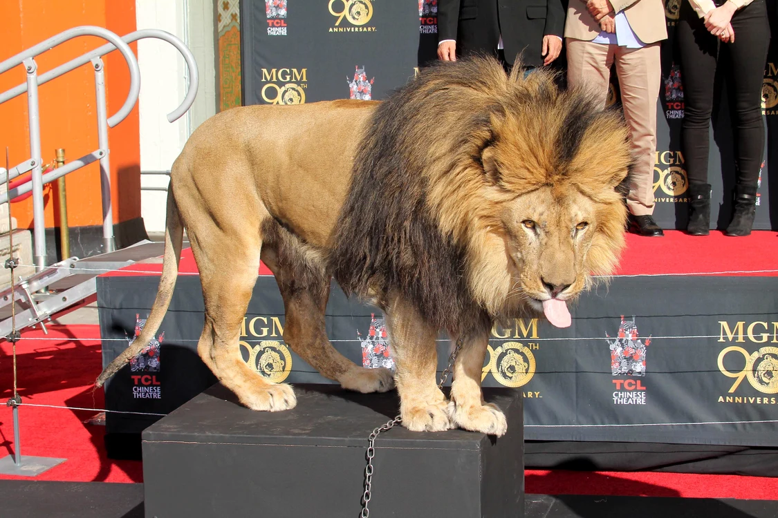 Mascota Metro-Goldwyn-Mayer la aniversarea de 90 de ani a studiourilor