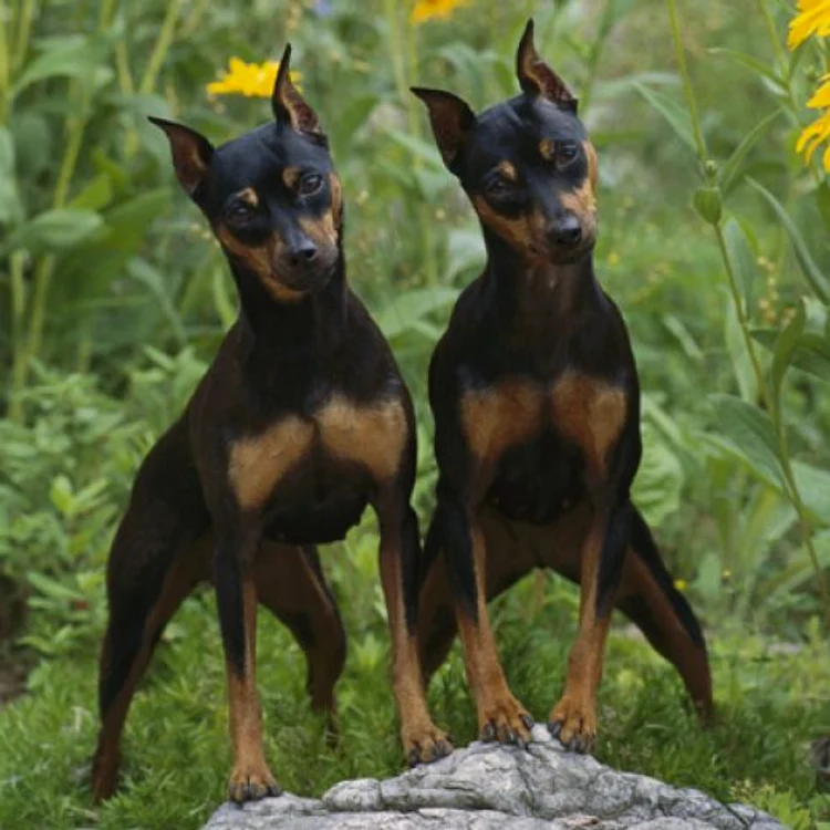 
    Câinii din rasa Pinscher Pitic sunt energici şi jucăuşifoto: toateanimalele.ro  