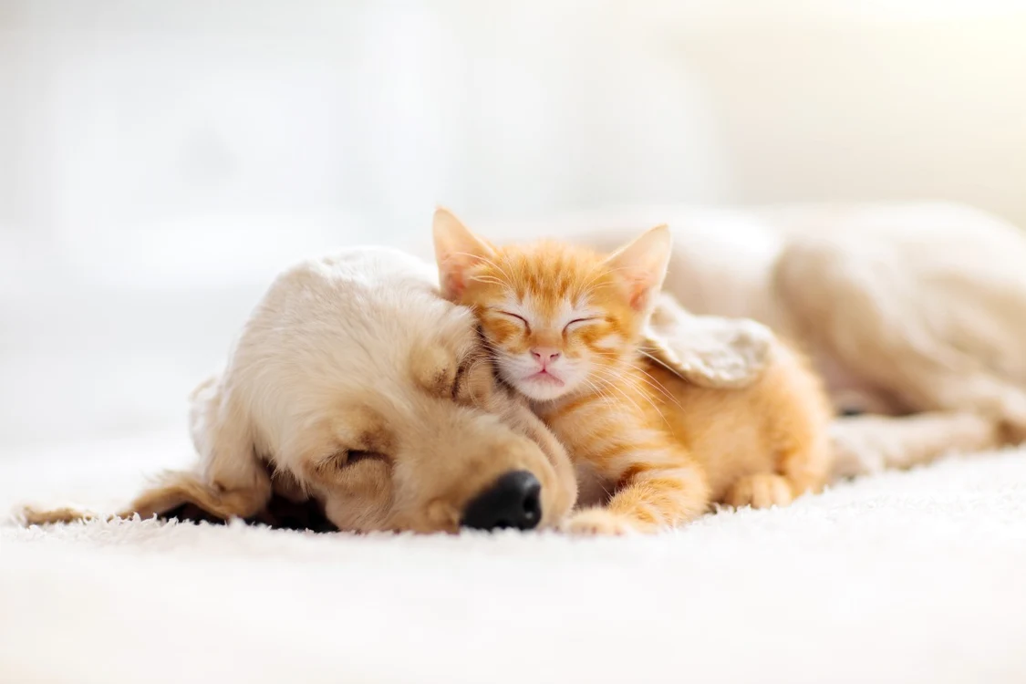 Animalele de companie vin la pachet cu riscuri pentru sănătatea noastră FOTO Shutterstock