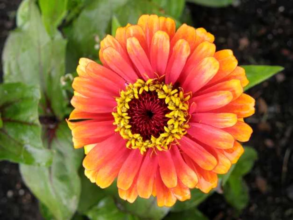 plante de gradina cu flori galbene