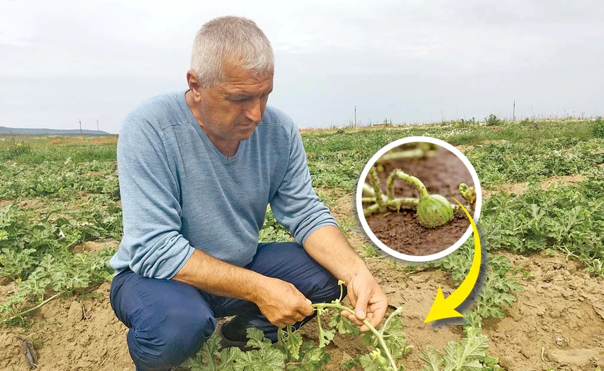 
    7 iunie 2018. La începutul lunii, agricultorii din Dăbuleni, judeţul Dolj, au recoltat primii pepeni destinaţi consumului, pe care au început deja să-i livreze către pieţele de angro  
