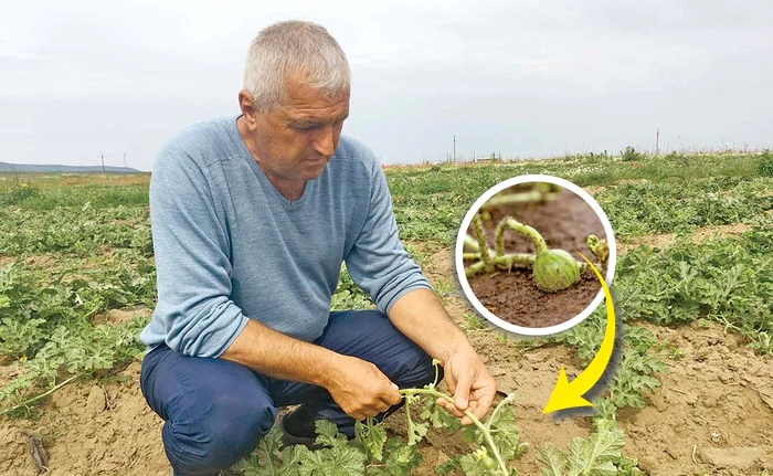 
    7 iunie 2018. La începutul lunii, agricultorii din Dăbuleni, judeţul Dolj, au recoltat primii pepeni destinaţi consumului, pe care au început deja să-i livreze către pieţele de angro  