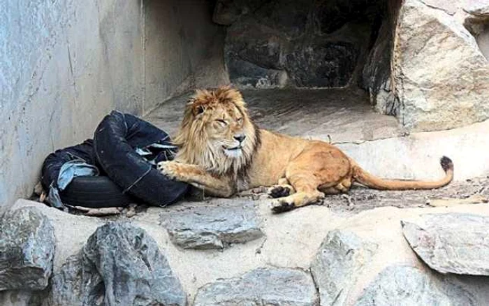 Urmele de gheare şi muşcăturile lăsate pe material de animale au reprezentat modelul perfect pentru persoanele care şi-au dorit o pereche aparte de jeanşi. FOTO zoo-jeans.com
