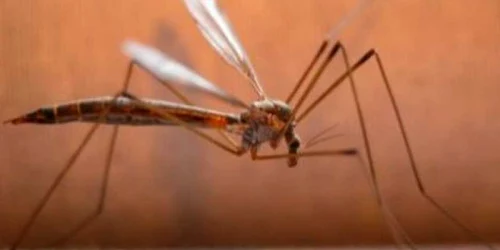 Boala se transmite de la ţânţar la om