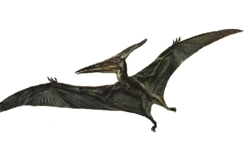 Rămăşiţele unui dinozaur zburător uriaş, descoperite în Australia jpeg