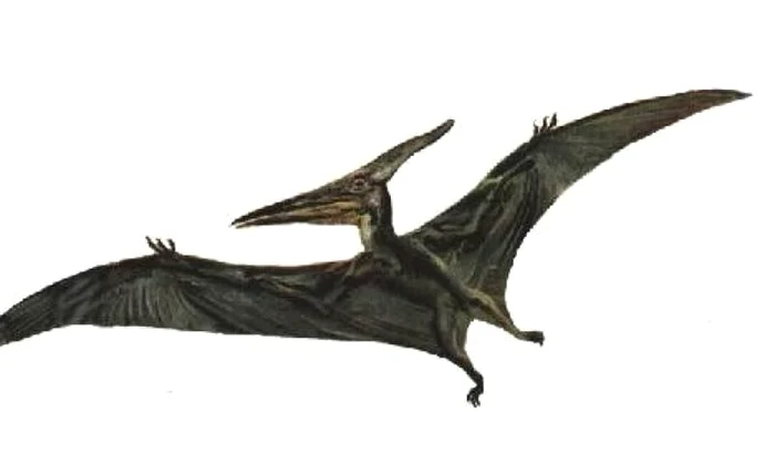Rămăşiţele unui dinozaur zburător uriaş, descoperite în Australia jpeg