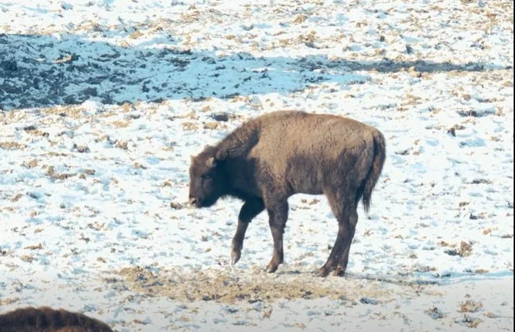 Video
        Un pui de zimbru de șapte luni, noul locatar al Rezervației „Neagra” de la Bucșani. De ce a fost botezat Roșia