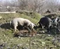 cadrave de porci aproape de granita FOTO Corina Macavei