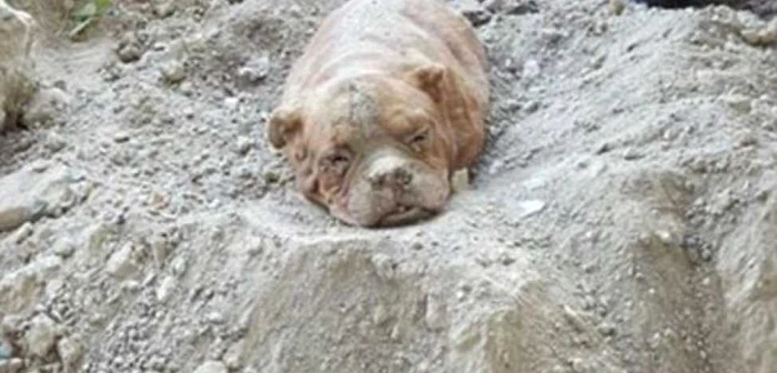 Femela buldog are peste zece ani şi suferă de artrită. FOTO Daily Mail