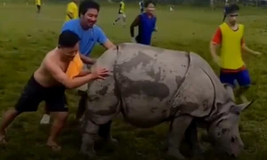 rinocer pe teren captura video jpg