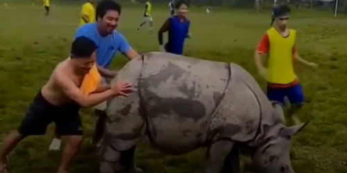 rinocer pe teren captura video jpg