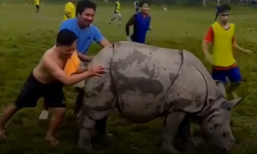 rinocer pe teren captura video jpg