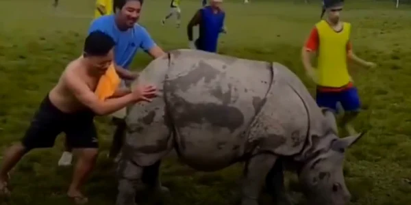 rinocer pe teren captura video jpg