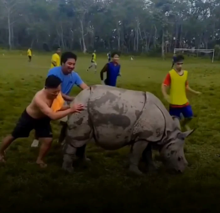 Rinocerul nu s-a dat plecat de pe terenul de fotbal. Captură video