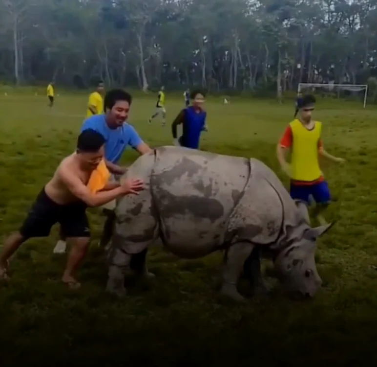 Rinocerul nu s-a dat plecat de pe terenul de fotbal. Captură video