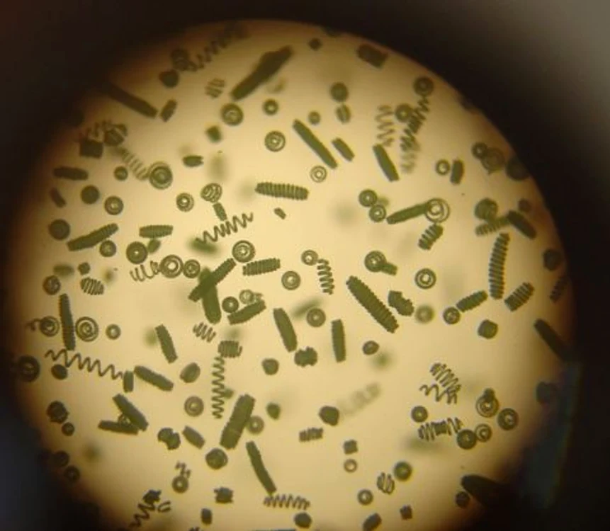 Spirulina la microscop