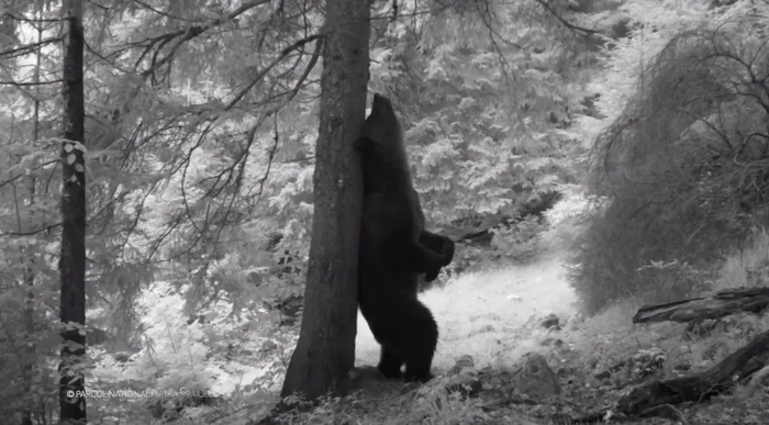 Ursul care se scrapină de un copac a fost filmat de o cameră fixă de supraveghere, montată în pădure Captură: Romsilva