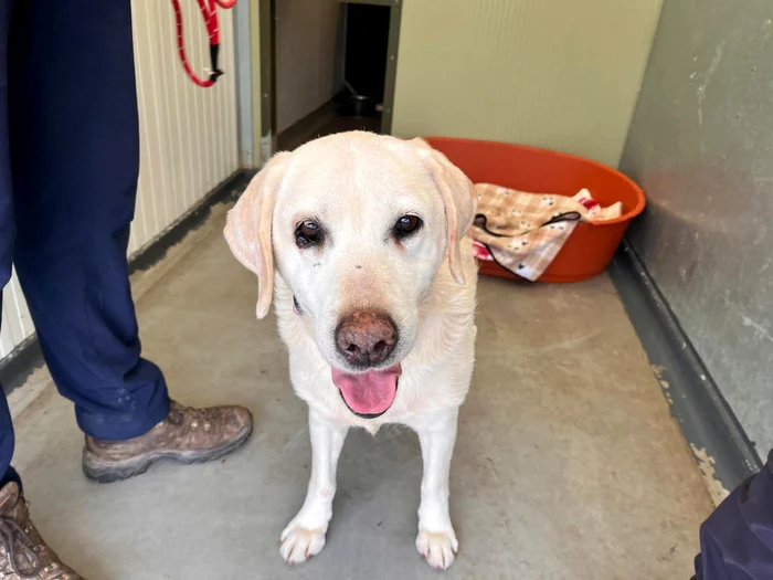 Cățelușa Daisy Foto: Facebook RSPCA