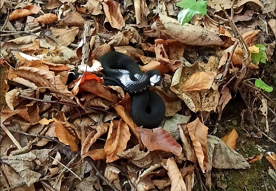 Vipera fotografiată într-o pădure din Iași. FOTO Codrii Iașilor