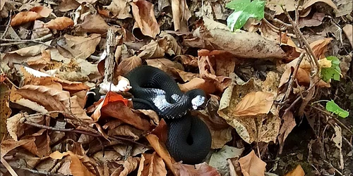 VIpera nikolskii  FOTO Codrii Iașilor png