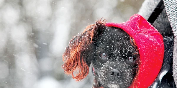 Un val de aer polar va  acoperi ţara noastră  până luni, 10 februarie jpeg