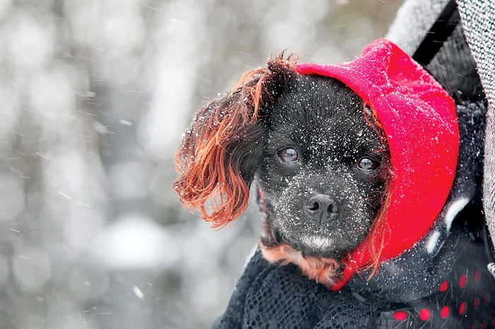 Un nou val de aer și ninsori în România FOTO Freepik