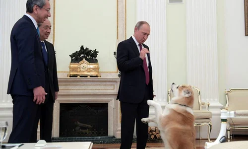 3 vladimir putin caine akita yume jpg jpeg