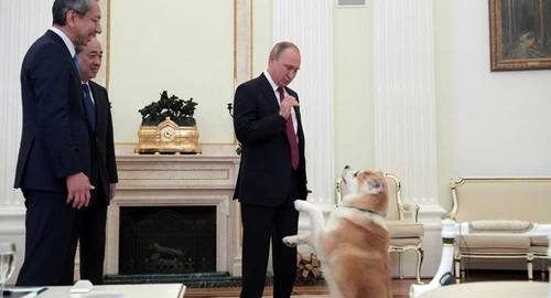 3 vladimir putin caine akita yume jpg jpeg
