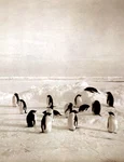 1 DESCHIDERE Antarctica 36 Grup de pinguini din Ţara Adélie jpg