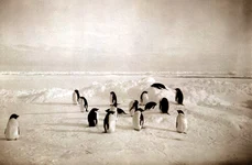 1  DESCHIDERE Antarctica   36 Grup de pinguini din Ţara Adélie jpg