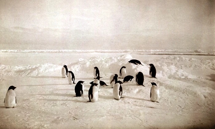 1  DESCHIDERE Antarctica   36 Grup de pinguini din Ţara Adélie jpg