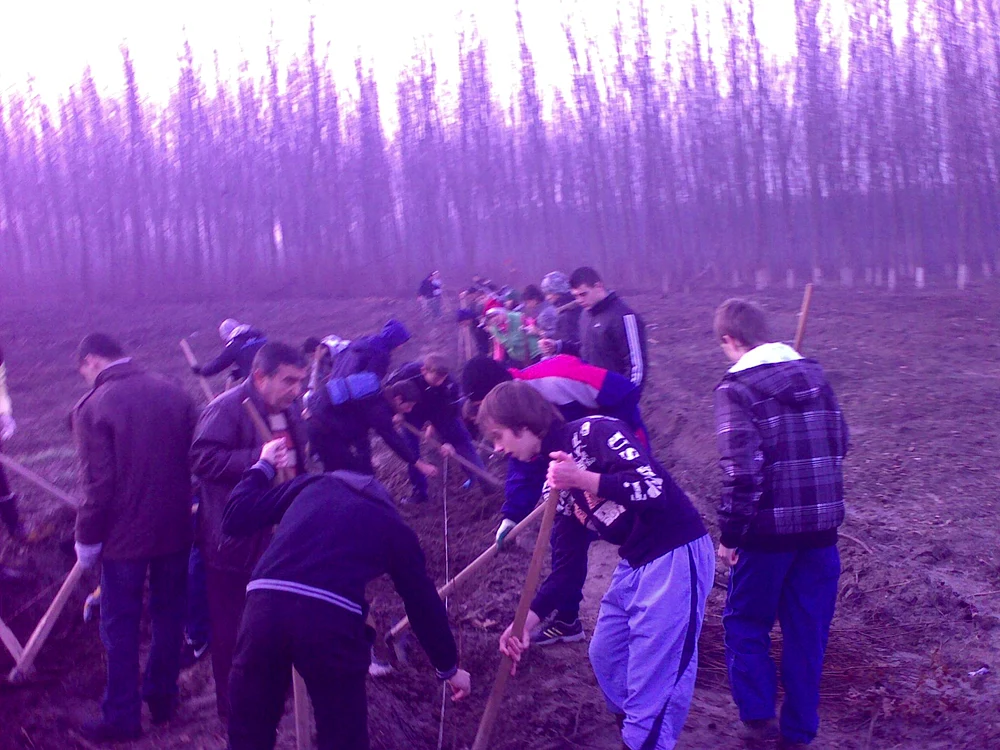 Elevii au plantat puieţii cu ajutorul profesorilor