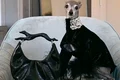 tika catel moda insta jpg