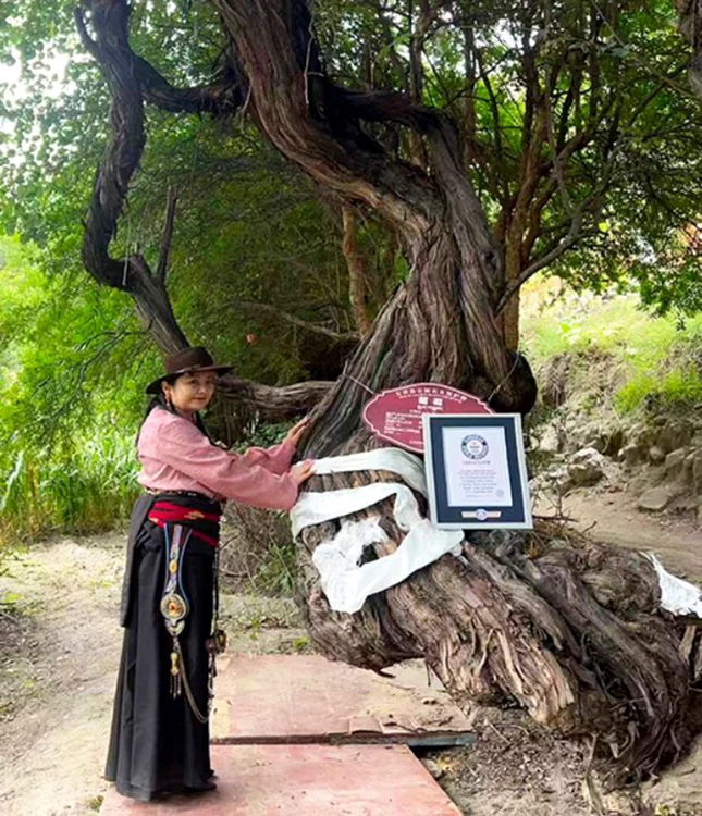 A intrat în Cartea Recordurilor Guinness drept cea mai veche viţă-de-vie