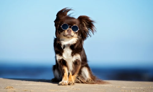 shutterstock 1081879181 jpg