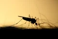 1 masuri necesare pentru prevenirea infectarilor cauzate de intepaturile de tantari jpg jpeg