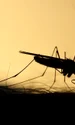 1 masuri necesare pentru prevenirea infectarilor cauzate de intepaturile de tantari jpg jpeg
