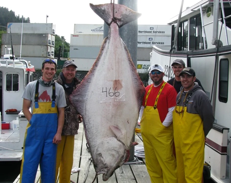 Halibutul ce cântăreşte peste 200 de kilograme