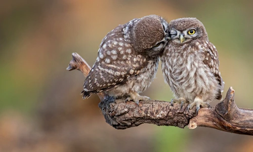 1 shutterstock 1888416922 jpg jpeg