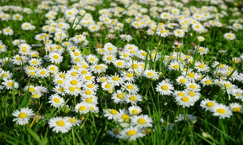 plante care opresc sângerarea jpeg