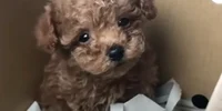 Pooddle Canish Mini Toy foto captura youtube jpg